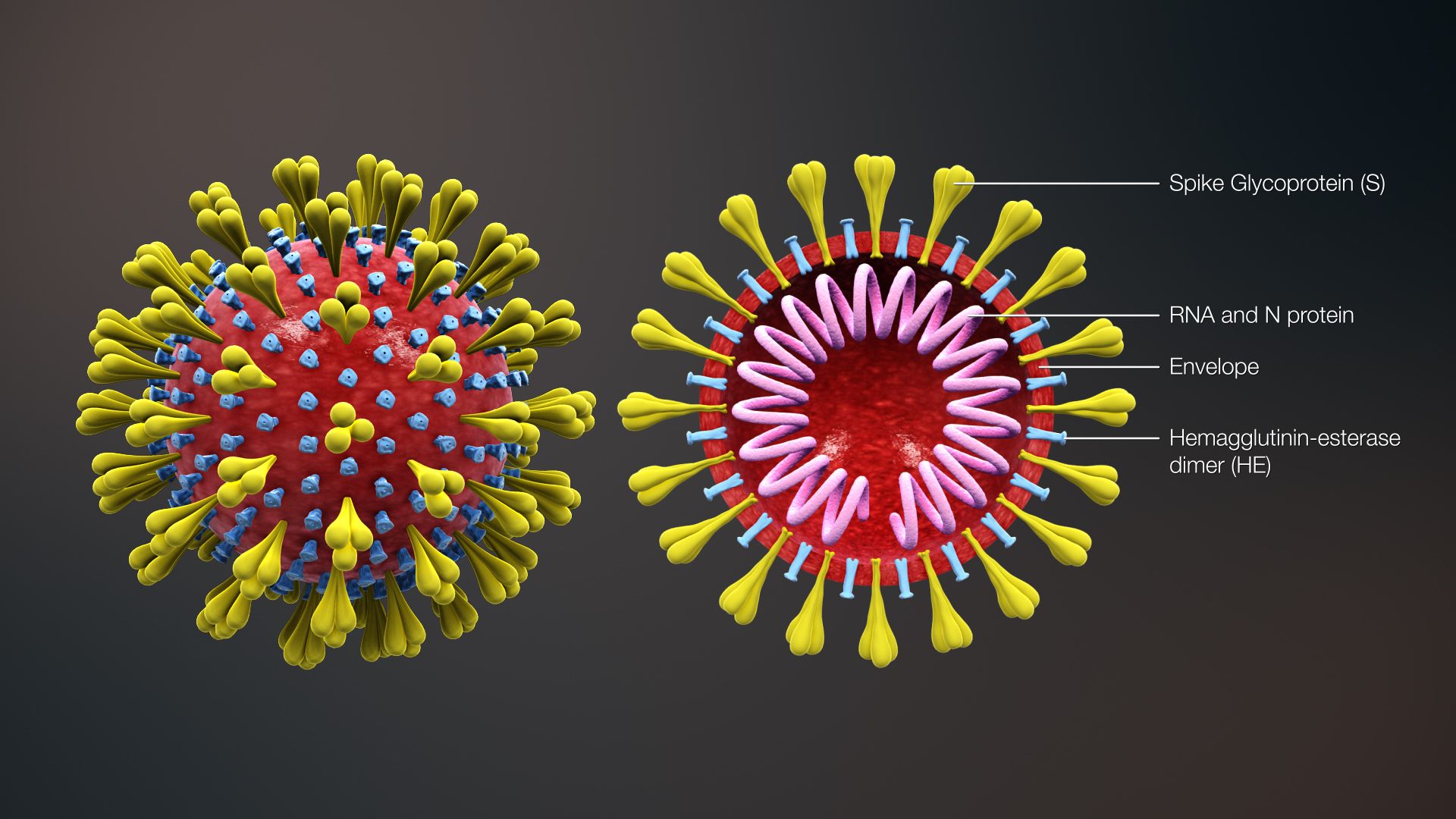 3D_medical_animation_corona_virus